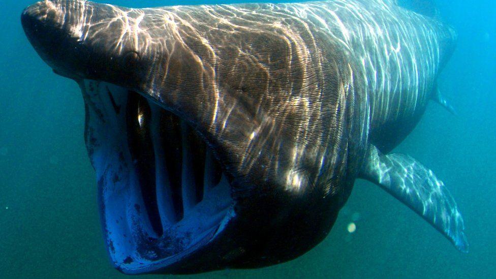 Sharks: Volunteers sought to document animals in Wales' seas Sharks: Volunteers sought to document animals in Wales' seas