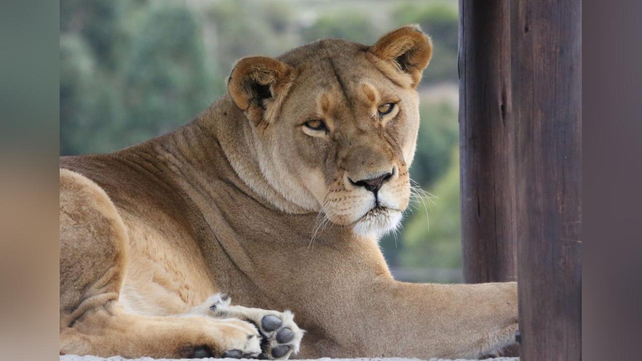 Lion on the loose Eswatini