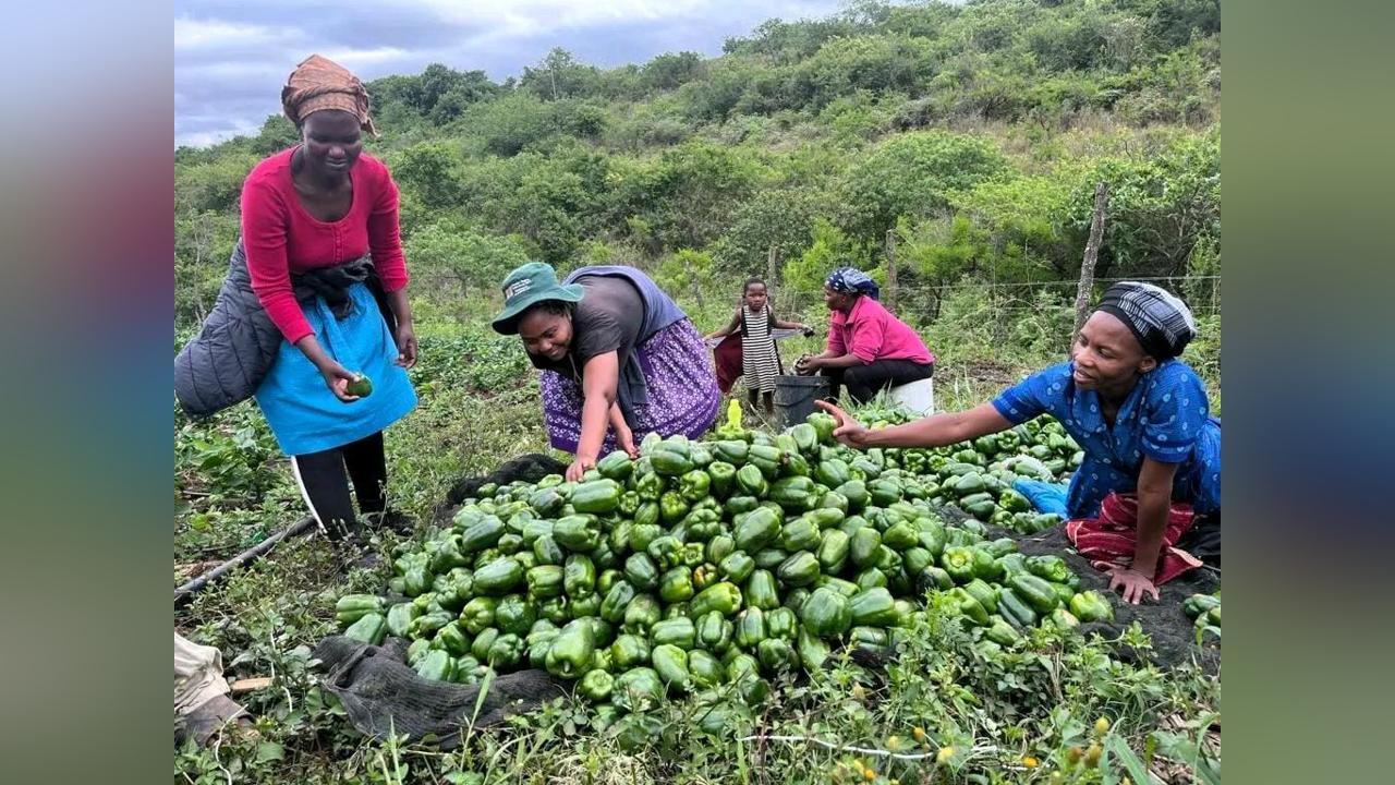 IT’S HARVEST SEASON FOR SOME FARMERS IT’S HARVEST SEASON FOR SOME FARMERS