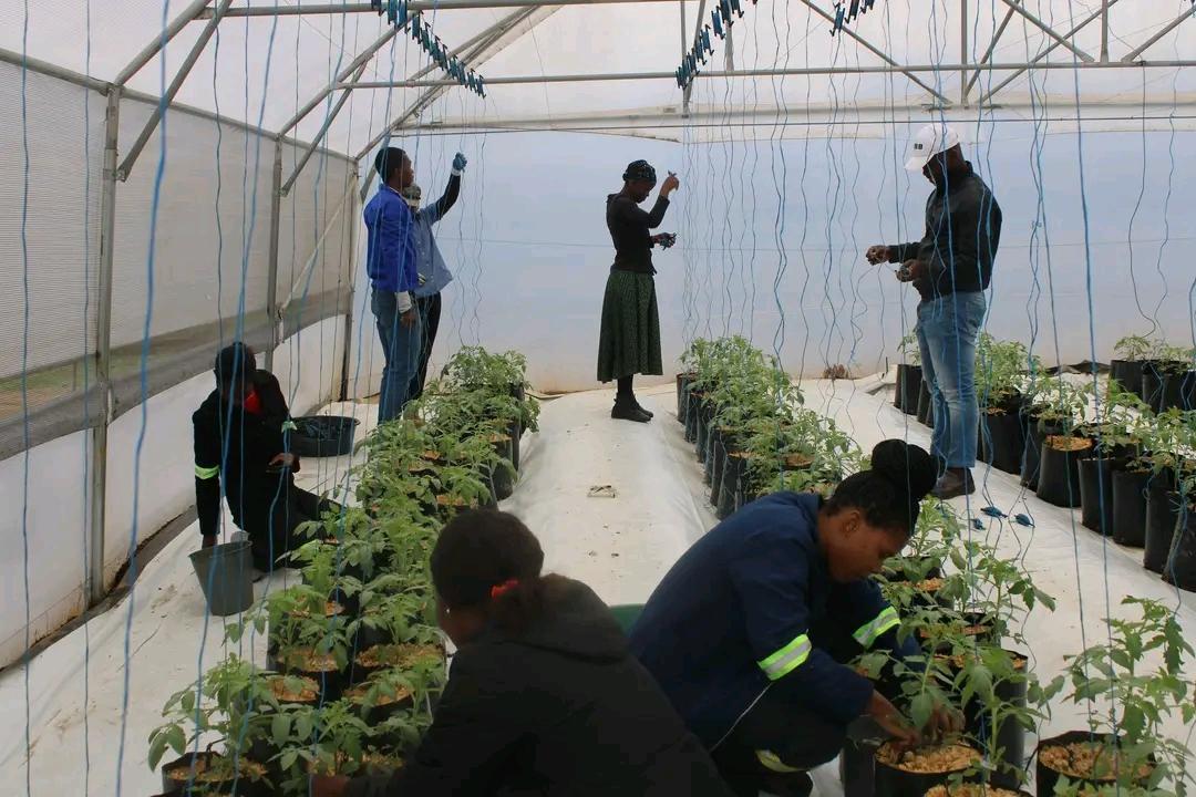 ESWATINI YOUTH TRAINED ON TUNNEL FARMING ESWATINI YOUTH TRAINED ON TUNNEL FARMING