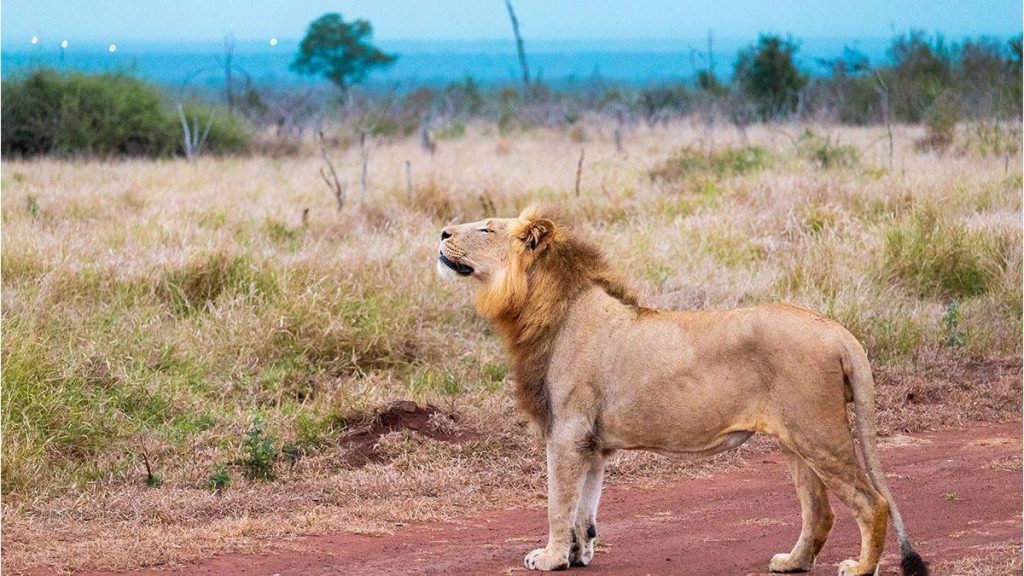 Tragedy As Hlane Guide Killed By Lioness - Eswatini