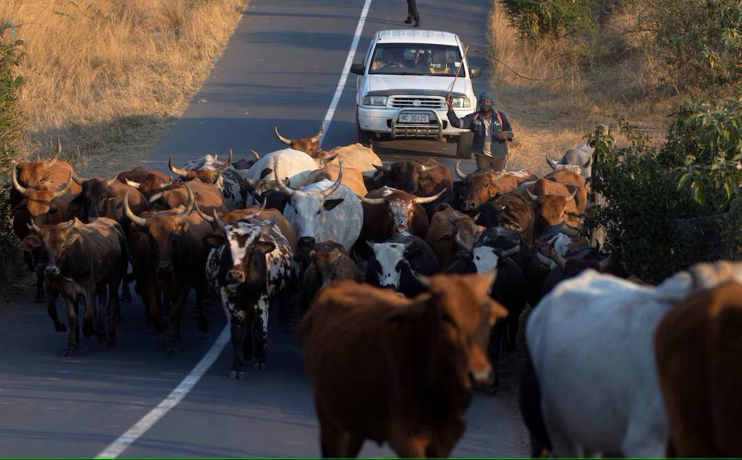 South Africa to Ramp up Vaccinations as Foot-And-Mouth Disease Spreads South Africa to Ramp up Vaccinations as Foot-And-Mouth Disease Spreads