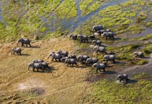 Counting Africa’S Wildlife from Space with AI Counting Africa'S Wildlife from Space with AI