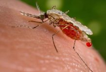Targeting Malaria’S Secret Defense System Targeting Malaria'S Secret Defense System