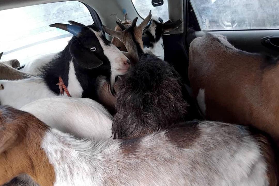 ARMY FOIL LIVESTOCK THEFT NEAR BORDER ARMY FOIL LIVESTOCK THEFT NEAR BORDER