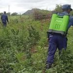 Destroying Dagga Deepens Poverty in Swaziland Destroying Dagga Deepens Poverty in Swaziland