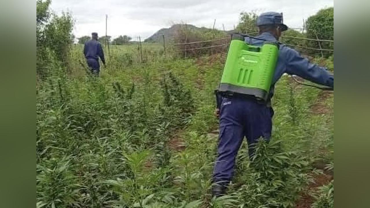 Destroying Dagga Deepens Poverty in Swaziland Destroying Dagga Deepens Poverty in Swaziland