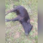 Foot-And-Mouth Disease Outbreak Deepens Foot-And-Mouth Disease Outbreak Deepens