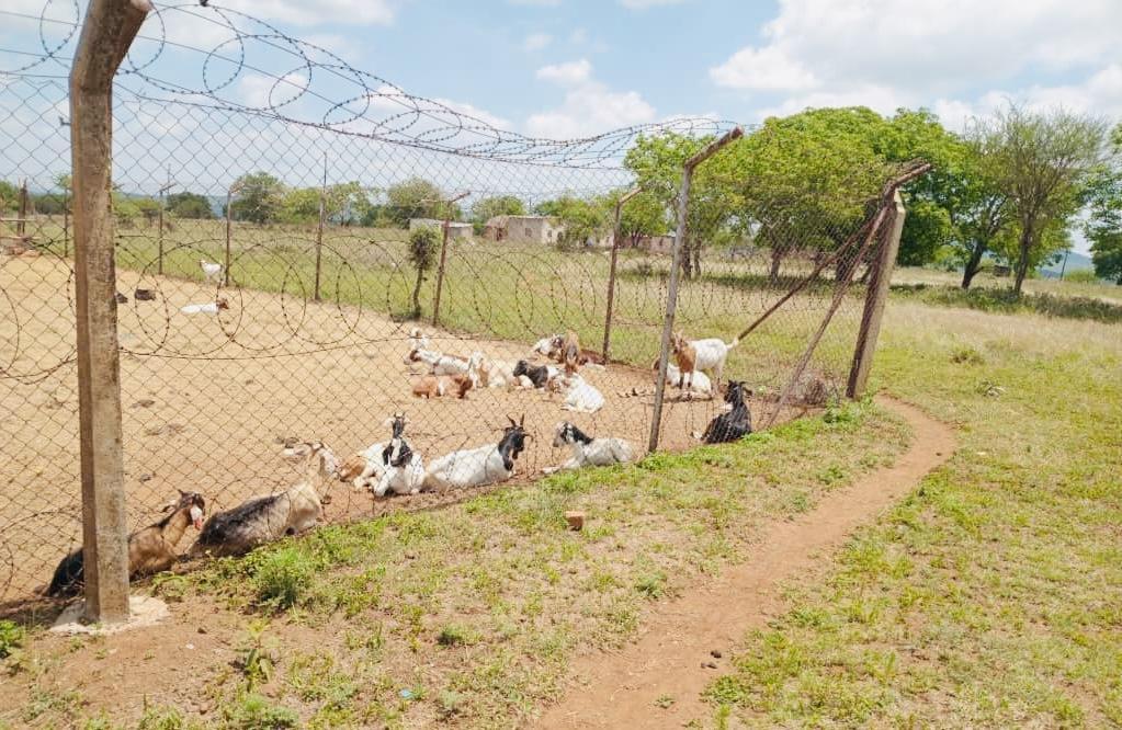 Mavuso: Goat Owners must Pay R120 after Recovery Mavuso: Goat Owners must Pay R120 after Recovery