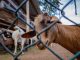Ex-Mp Mavuso: Goat Owners must Pay R120.00 Ex-Mp Mavuso: Goat Owners must Pay R120.00