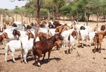 UEDF THWARTS CROSS-BORDER SMUGGLING OF 130 GOATS UEDF THWARTS CROSS-BORDER SMUGGLING OF 130 GOATS