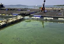 Fish Farming Growth in Lake Victoria Faces Challenges Fish Farming Growth in Lake Victoria Faces Challenges