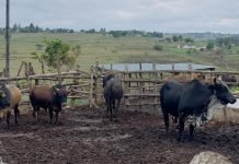 GOVT EASES LIVESTOCK TRADING RULES AMID FMD CHALLENGES GOVT EASES LIVESTOCK TRADING RULES AMID FMD CHALLENGES