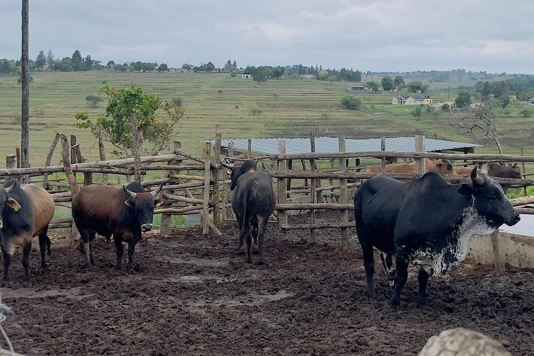 GOVT EASES LIVESTOCK TRADING RULES AMID FMD CHALLENGES GOVT EASES LIVESTOCK TRADING RULES AMID FMD CHALLENGES