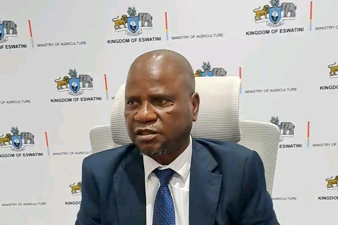 Eswatini Needs Committed Farmers for 140,000 Tons Maize Eswatini Needs Committed Farmers for 140,000 Tons Maize