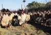 King Mswati Attends Incwala Ceremony at Ludzidzini Palace King Mswati Attends Incwala Ceremony at Ludzidzini Palace