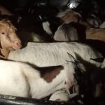 UEDF INTERCEPTS GOAT SMUGGLING OPERATION AT GOBOYANE UEDF INTERCEPTS GOAT SMUGGLING OPERATION AT GOBOYANE