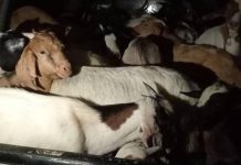 UEDF INTERCEPTS GOAT SMUGGLING OPERATION AT GOBOYANE UEDF INTERCEPTS GOAT SMUGGLING OPERATION AT GOBOYANE