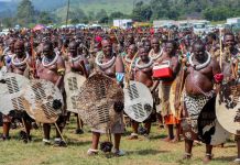 King Celebrates 40 Years of Incwala Cultural Blessings King Celebrates 40 Years of Incwala Cultural Blessings