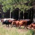POLICE RECOVER EIGHT CATTLE IN LUHLENDLWENI POLICE RECOVER EIGHT CATTLE IN LUHLENDLWENI