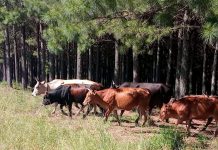 POLICE RECOVER EIGHT CATTLE IN LUHLENDLWENI POLICE RECOVER EIGHT CATTLE IN LUHLENDLWENI