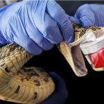 Snakebites: how to Avoid and Respond to them Snakebites: how to Avoid and Respond to them