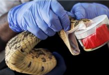 Snakebites: how to Avoid and Respond to them Snakebites: how to Avoid and Respond to them