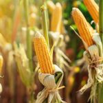 NMC Implements 26% Maize Price Reduction for Affordability NMC Implements 26% Maize Price Reduction for Affordability