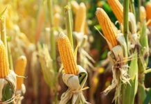 NMC Implements 26% Maize Price Reduction for Affordability NMC Implements 26% Maize Price Reduction for Affordability