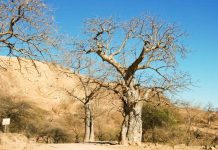 Killer Beetles Threaten African Baobab Trees Killer Beetles Threaten African Baobab Trees