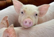 MARKET RESEARCH KEY TO FARMING SUCCESS IN ESWATINI MARKET RESEARCH KEY TO FARMING SUCCESS IN ESWATINI