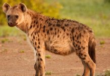 Fear Grips Mhlangatane as Suspected Hyenas Attack Livestock Fear Grips Mhlangatane as Suspected Hyenas Attack Livestock