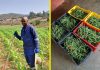 YOUNG FARMER BUILDS DREAM THROUGH HARD WORK YOUNG FARMER BUILDS DREAM THROUGH HARD WORK