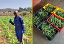 YOUNG FARMER BUILDS DREAM THROUGH HARD WORK YOUNG FARMER BUILDS DREAM THROUGH HARD WORK