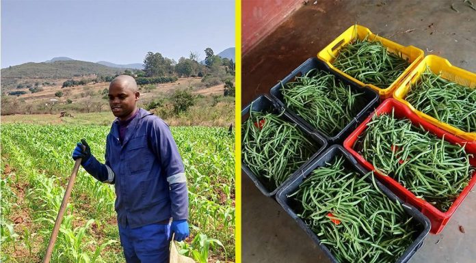 YOUNG FARMER BUILDS DREAM THROUGH HARD WORK YOUNG FARMER BUILDS DREAM THROUGH HARD WORK