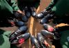 E52 950 SCHOOL SHOE DONATION BRINGS HOPE TO 356 PUPILS E52 950 SCHOOL SHOE DONATION BRINGS HOPE TO 356 PUPILS