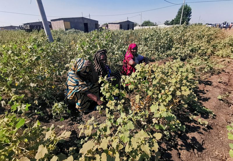 FILE PHOTO: Ethiopian women are seen in the Sudan-Ethiopia border area of al-Fashqa, in eastern Kassala state, Sudan