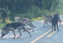 Nine escaped wolf-dog hybrids captured in North Carolina