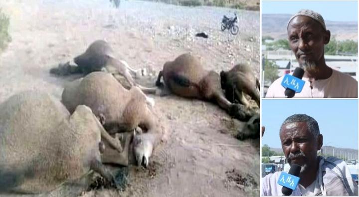 Terrorist TPLF Slaughters Camels, Angers People of Afar Terrorist TPLF Slaughters Camels, Angers People of Afar