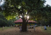 Gardens of Eden, the church forests of Ethiopia