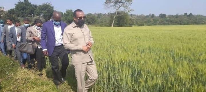 PM Abiy Says Coffee, Wheat Cluster Farms in Jimma Has Yielded Encouraging Results PM Abiy Says Coffee, Wheat Cluster Farms in Jimma Has Yielded Encouraging Results