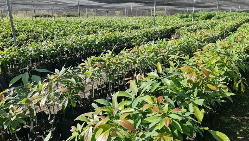 PM Abiy Says Preparations of Seedling Underway for Upcoming Rainy Season PM Abiy Says Preparations of Seedling Underway for Upcoming Rainy Season