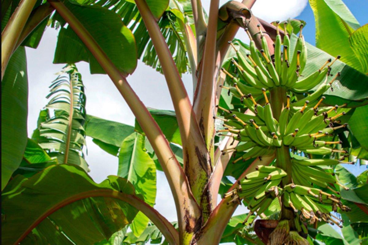 Grow plantain for better yields Ethiopia