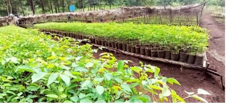 Greening Ethiopia Initiative: Regional, Int’l Support for Common Destiny