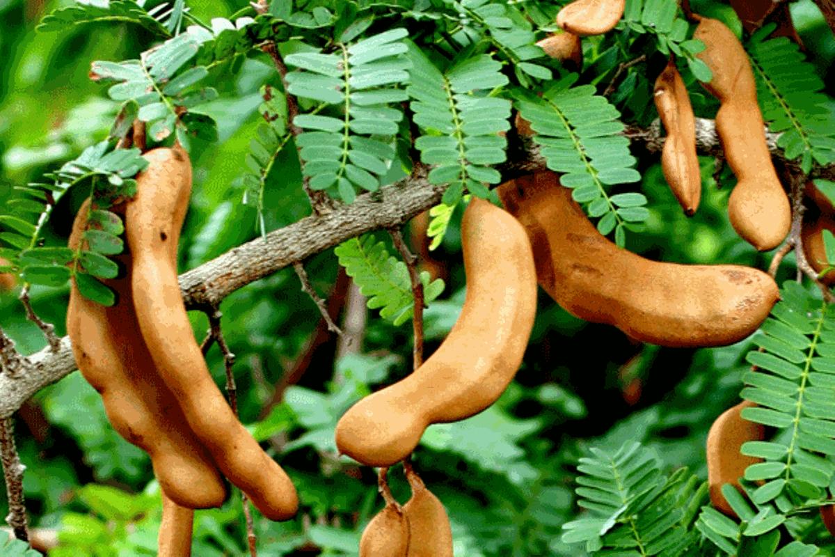 Tips for planting tamarind - Ethiopia