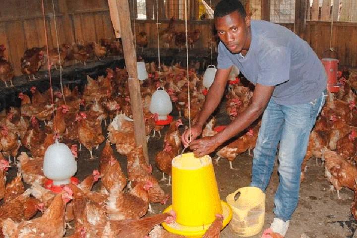 The cancer that kills chicken slowly The cancer that kills chicken slowly