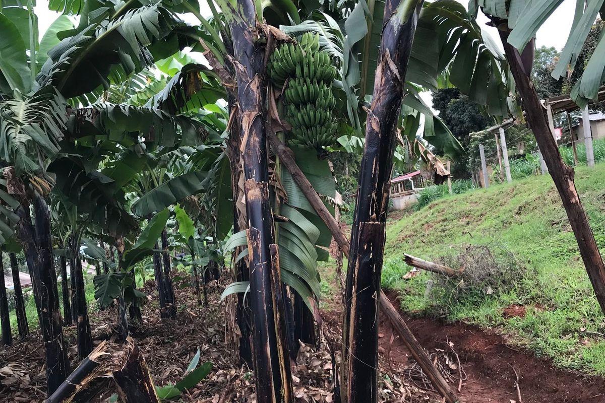 Maximise profits from banana this season Maximise profits from banana this season