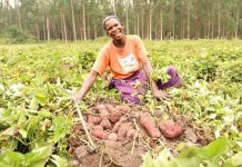 Sweet potato: The new money maker Sweet potato: The new money maker