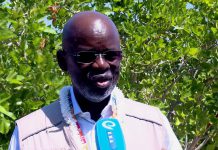 Ethiopia’s Enhanced Wheat Productivity Promising for Eastern Africa: FAO Coordinator Ethiopia’s Enhanced Wheat Productivity Promising for Eastern Africa: FAO Coordinator