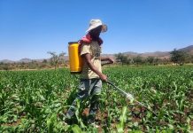 Tigray Farmers Undertaking  Irrigation Agricultural Activities Tigray Farmers Undertaking Irrigation Agricultural Activities